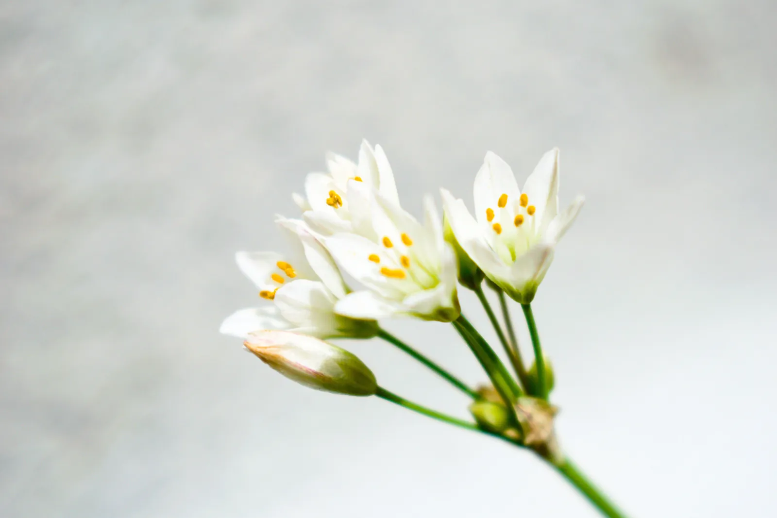 淺灰柔光背景前，一小束剛綻放的白色小花